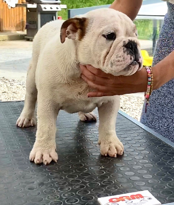 Hope Diamond - Bulldog Anglais - Portée née le 21/02/2024