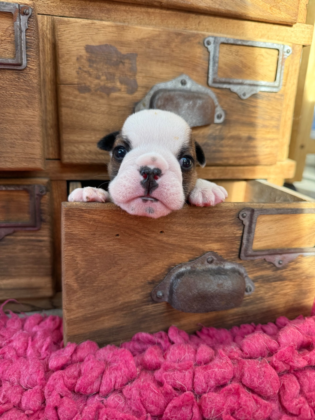 Hope Diamond - Chiots disponibles - Bulldog Anglais