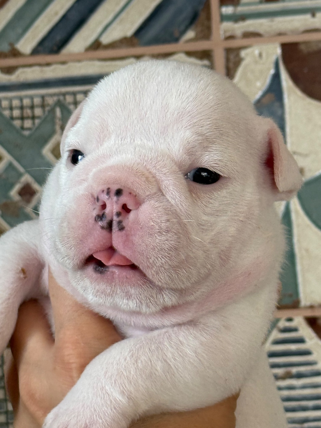Hope Diamond - Chiots disponibles - Bulldog Anglais