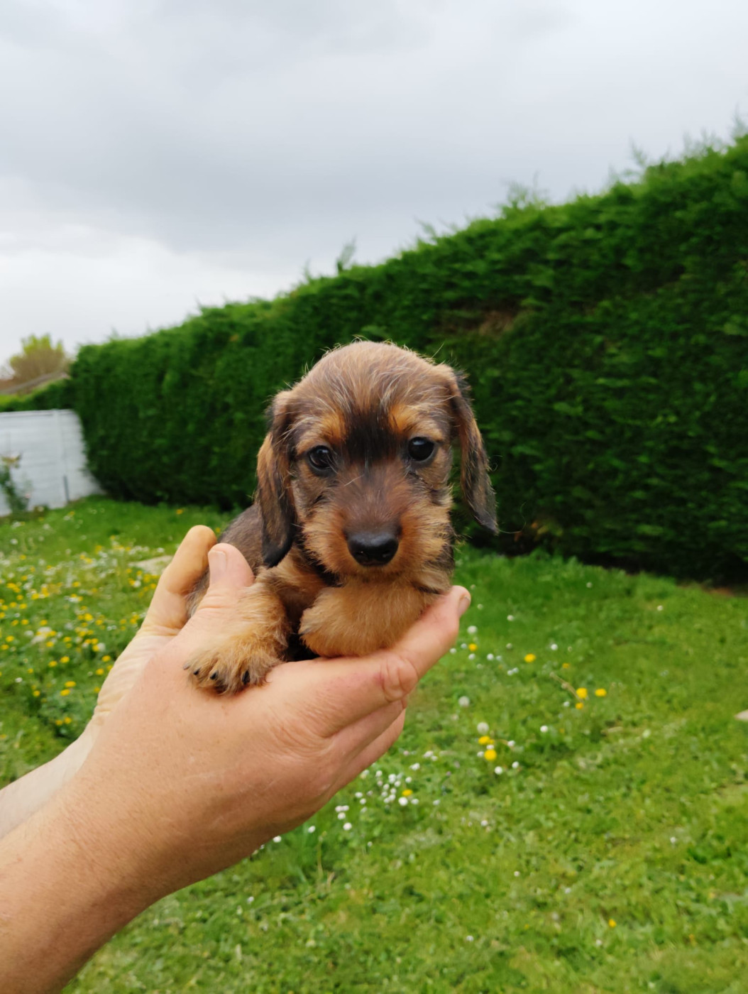Hope Diamond - Chiots disponibles - Teckel poil dur