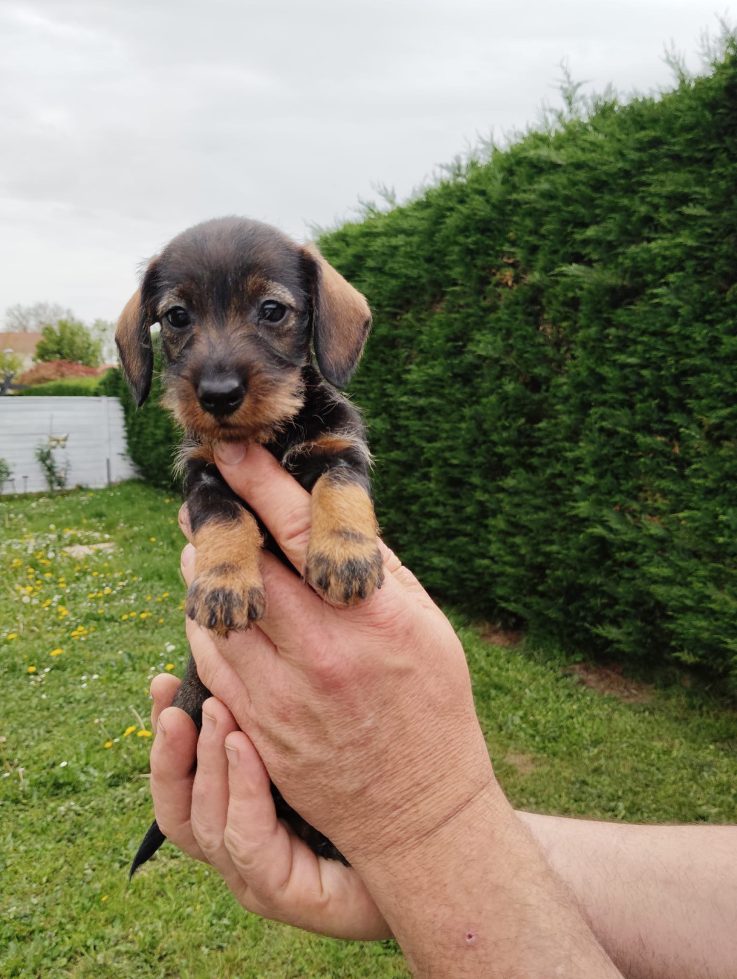 Hope Diamond - Chiots disponibles - Teckel poil dur
