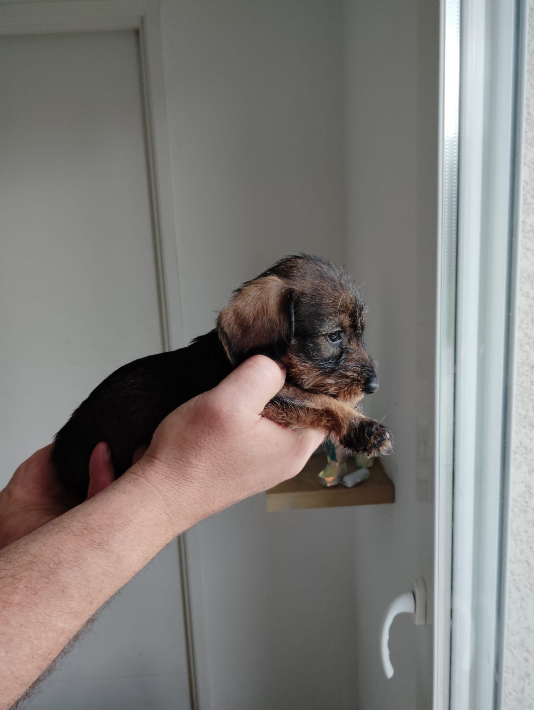 Hope Diamond - Chiots disponibles - Teckel poil dur