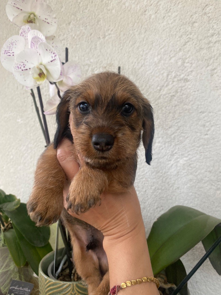 Hope Diamond - Chiots disponibles - Teckel poil dur