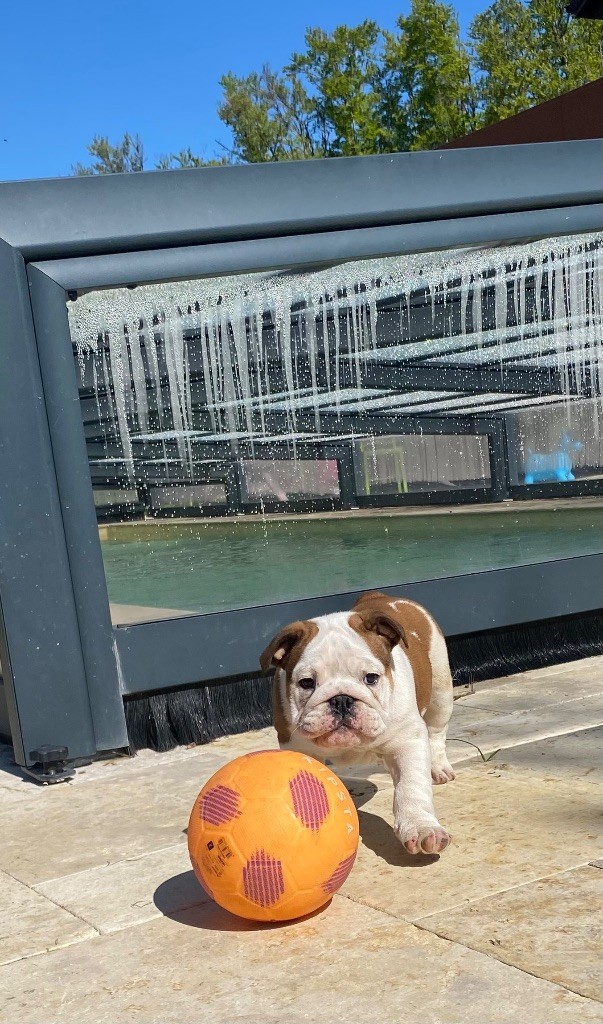 Hope Diamond - Chiots disponibles - Bulldog Anglais