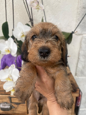 CHIOT 2