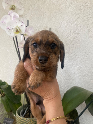 CHIOT 4