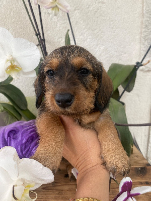 CHIOT 1