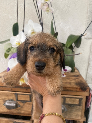 CHIOT 3