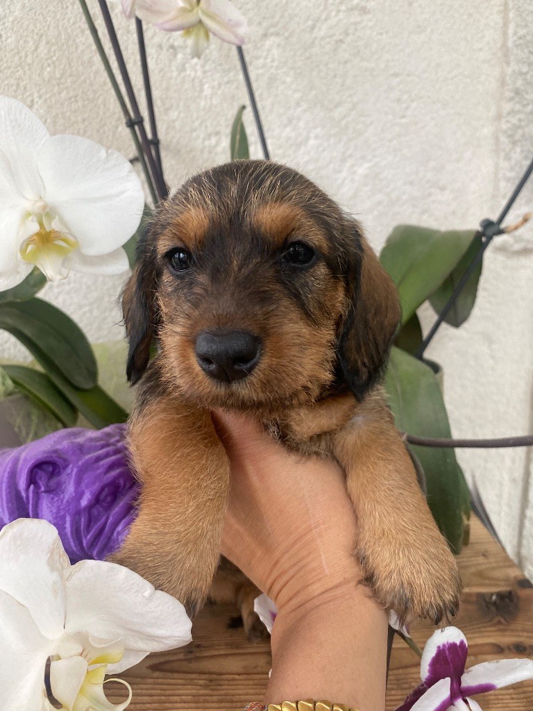 Hope Diamond - Chiots disponibles - Teckel poil dur