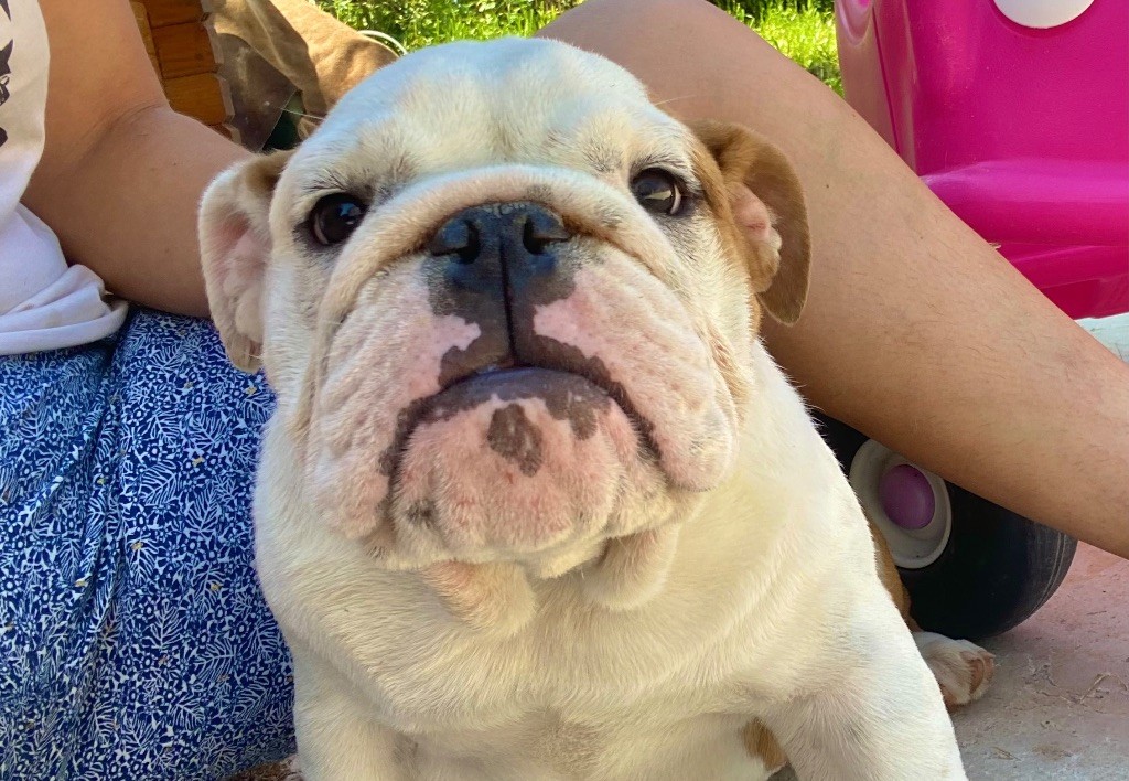 Hope Diamond - Chiots disponibles - Bulldog Anglais