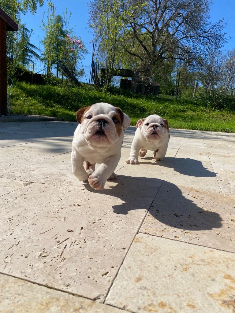 Hope Diamond - Chiots disponibles - Bulldog Anglais