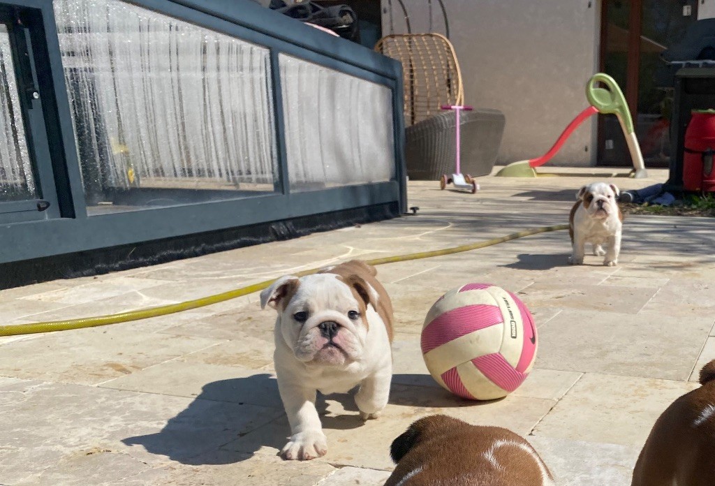 Hope Diamond - Chiots disponibles - Bulldog Anglais
