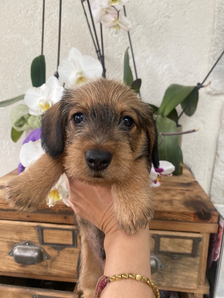 Hope Diamond - Chiots disponibles - Teckel poil dur